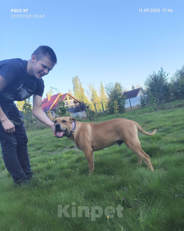 Собаки в Санкт-Петербурге: Щенок Мальчик, 55 000 руб. - фото 3