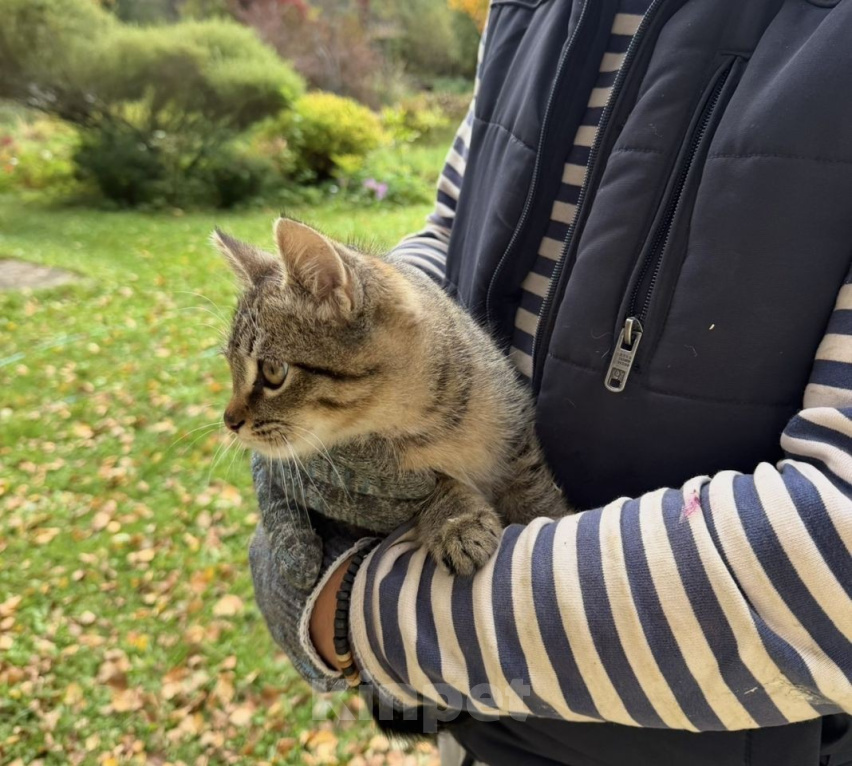 Кошки в Москве: Одам котят в хорошую, добрую семью. Мальчик, Бесплатно - фото 5