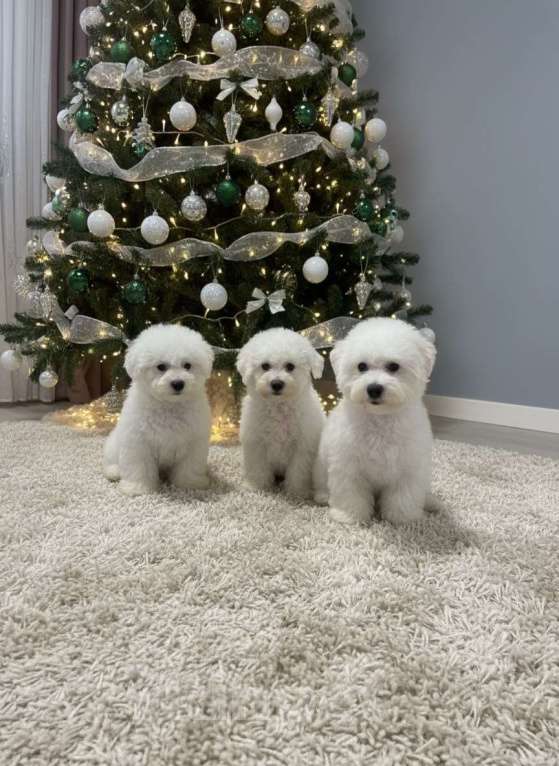 Собаки в Москве: Щенки бишон фризе Мальчик, 120 000 руб. - фото 1