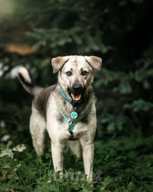 Собаки в Москве: Вини продолжает ждать.. Мальчик, Бесплатно - фото 7