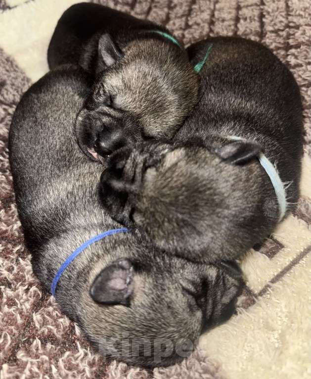 Собаки в Владимире: Девочки  Девочка, 50 000 руб. - фото 3