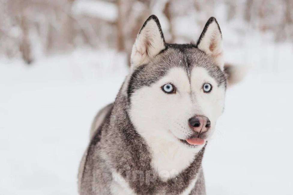 Собаки в Москве: Астерия ищет дом Девочка, Бесплатно - фото 2