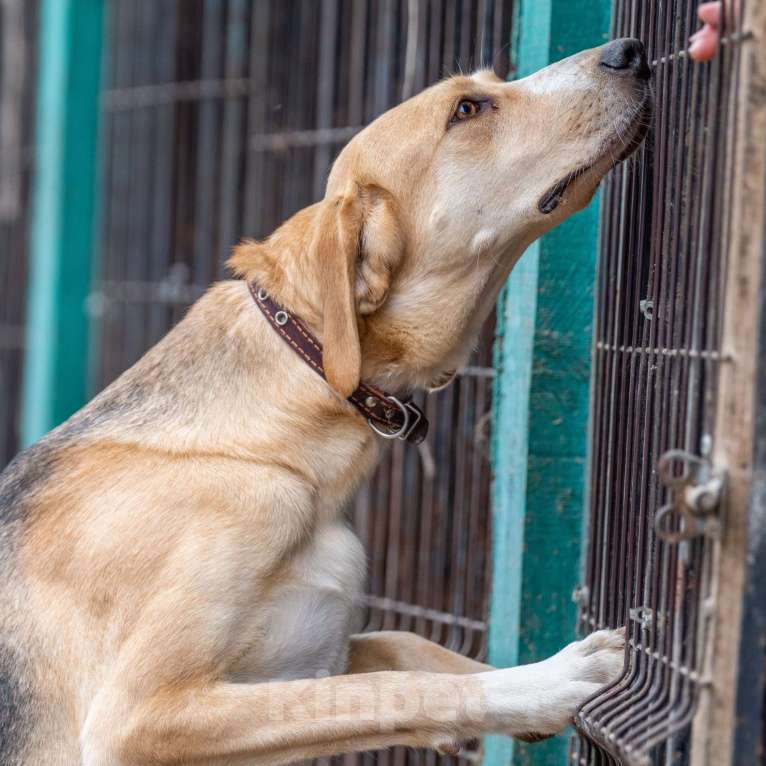 Собаки в Москве: Микки Девочка, Бесплатно - фото 4