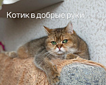 Кошки в Новочебоксарске: Котик в добрые руки Мальчик, 1 000 руб. - фото 1