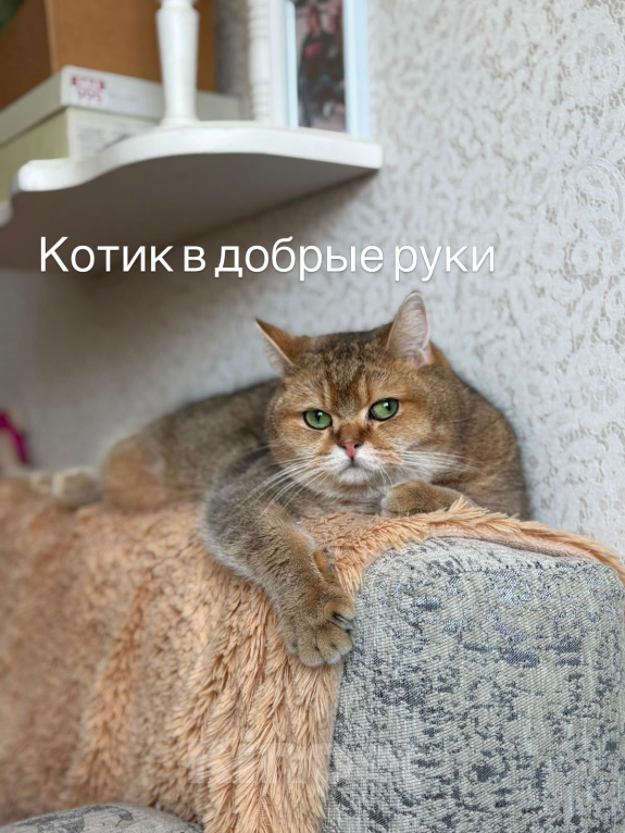 Кошки в Новочебоксарске: Котик в добрые руки Мальчик, 1 000 руб. - фото 1