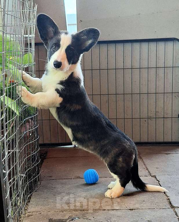 Собаки в Москве: Девочка вельш корги кардигана от родителей Чемпионов России Девочка, 40 000 руб. - фото 3