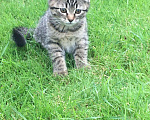 Кошки в Энгельс: Котята в добрые руки Девочка, 10 руб. - фото 4