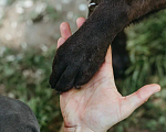 Собаки в Москве: Самый преданный друг Бася ищет любящую семью! Мальчик, Бесплатно - фото 3