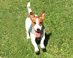 Собаки в Химках: Кобель Джек Рассел Терьера для вязки Мальчик, 5 000 руб. - фото 2