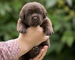 Собаки в Москве: Шоколадный щенок лабрадор, мальчик девочка, РКФ Мальчик, 60 000 руб. - фото 3