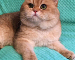 Кошки в Касимове: Кот на Вязку., 8 000 руб. - фото 2