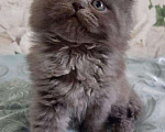 Кошки в Малмыже: Британские длинношёрстные котята девочки. Девочка, 1 500 руб. - фото 6