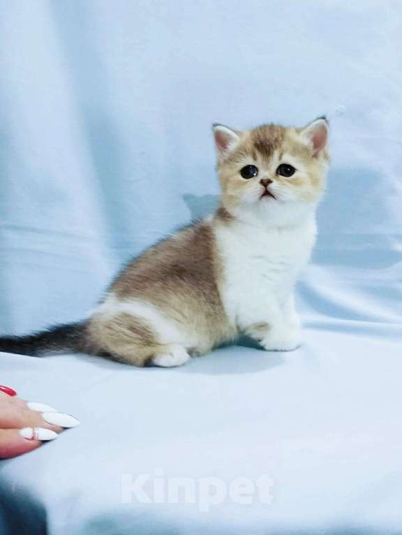 Кошки в Сарове: Шотландский котенок Девочка, Бесплатно - фото 1