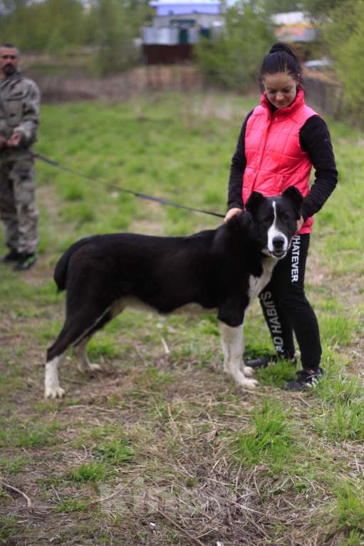 Собаки в Видном: Алабай Йенифер, 2 года Девочка, Бесплатно - фото 5