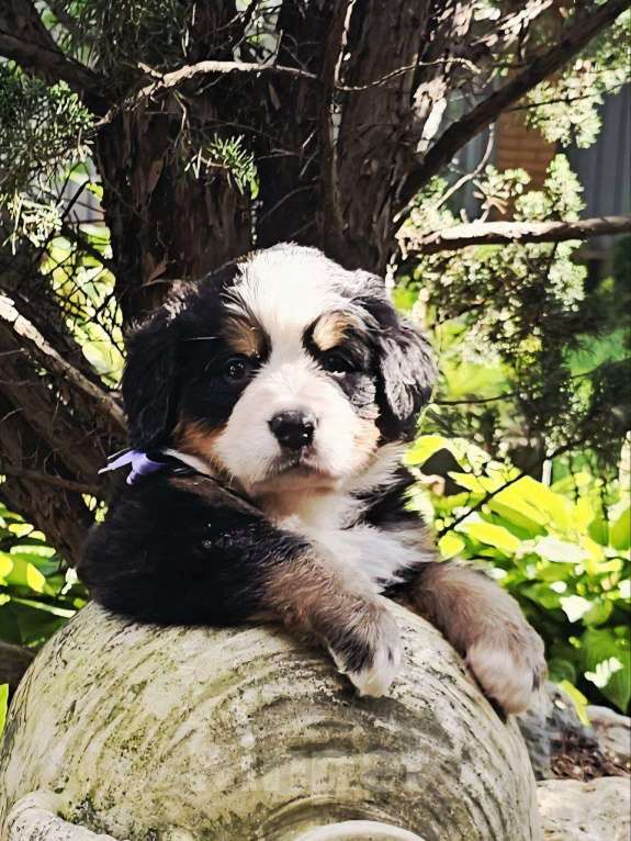 Собаки в других городах Московской области: Питомник "Зенненхунд России" предлагает щенков Девочка, 150 000 руб. - фото 2