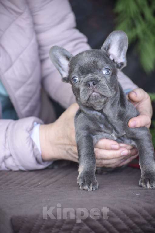 Собаки в Москве: девочка маленькая мини лилак тан Девочка, 85 000 руб. - фото 3