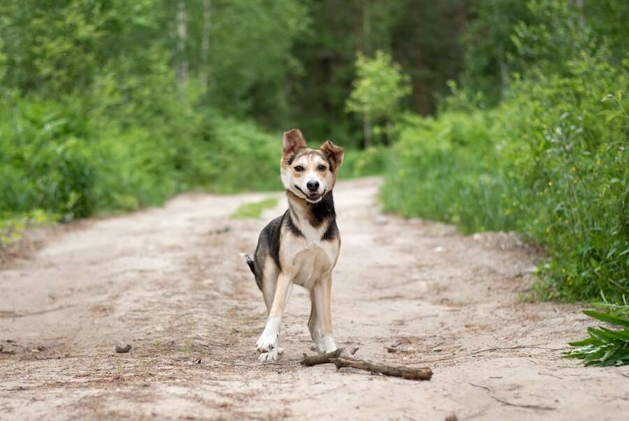 Собаки в Москве: Ума — девочка, которая ждёт именно своего человека Девочка, Бесплатно - фото 2