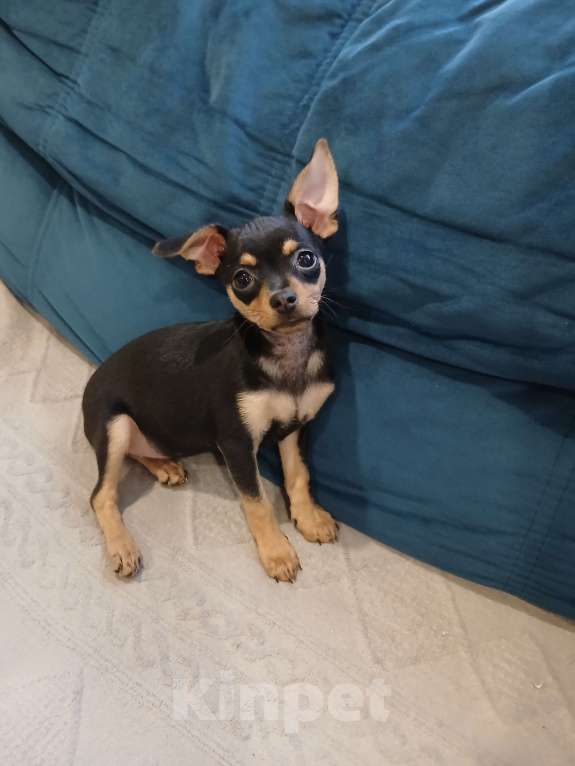 Собаки в Приморско-Ахтарске: Той-терьер Девочка, Бесплатно - фото 2