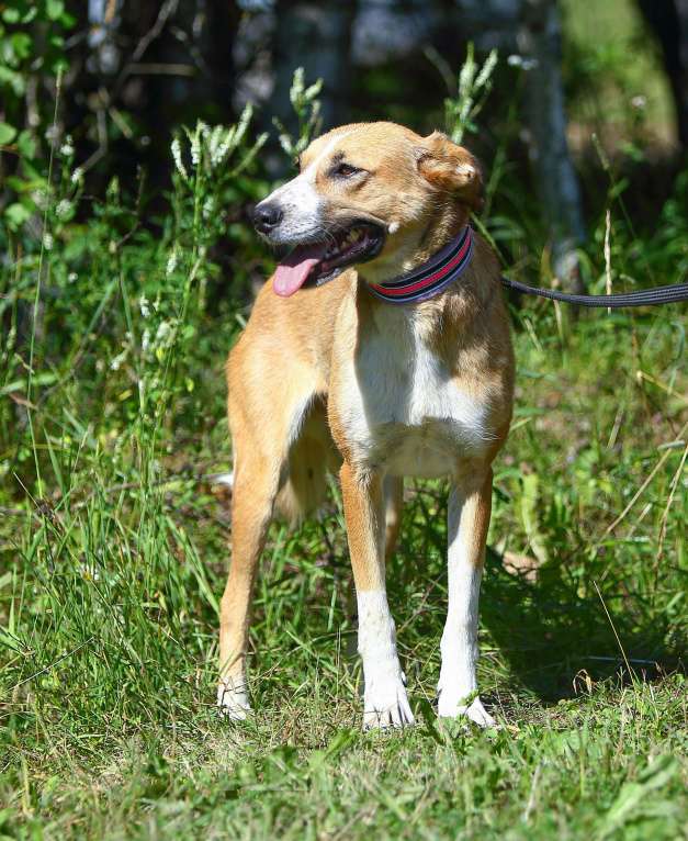 Собаки в Москве: Самая добрая собака тоскует в приюте Девочка, Бесплатно - фото 3
