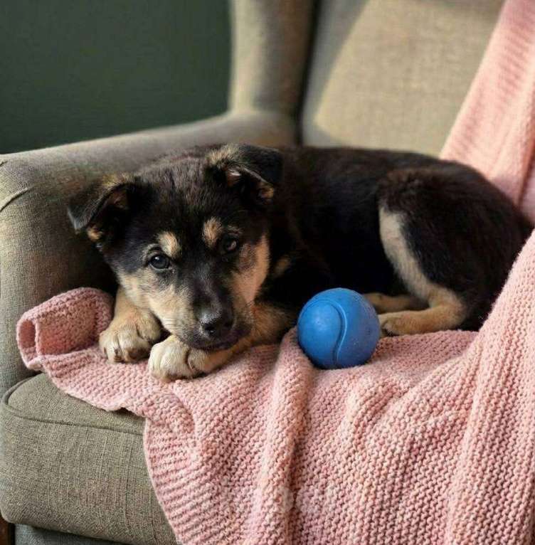 Собаки в Москве: Щенок Куна ищет дом Девочка, Бесплатно - фото 1