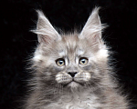 Кошки в Видном: Ласковый мальчишка мейн-кун  Мальчик, 95 000 руб. - фото 1