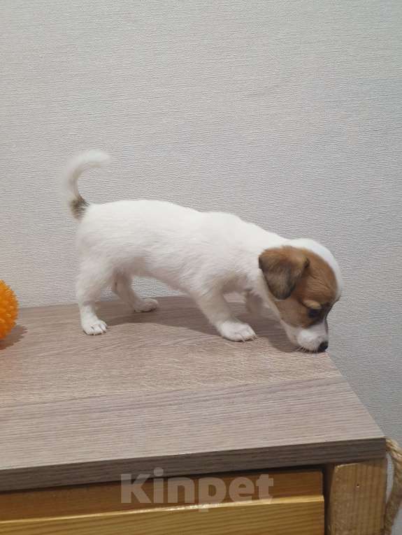 Собаки в Красноярске: Щенок джек Рассел терьер девочка Девочка, 18 000 руб. - фото 5