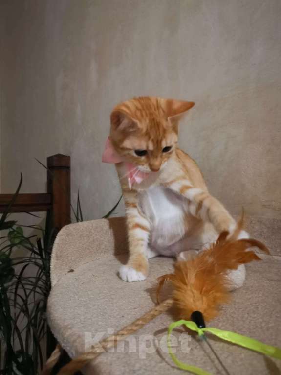 Кошки в Москве: Молоденькая рыжая Злата ищет дом! Девочка, Бесплатно - фото 9