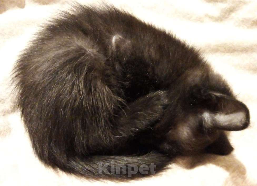 Кошки в Москве: 🔵 ( Рокки  Фил )  –  Игривый  и  ласковый  домашний  котёнок  –  любящим  людям Мальчик, Бесплатно - фото 6