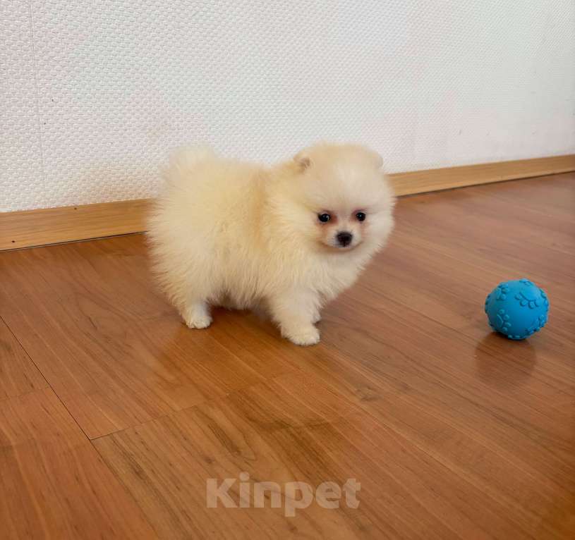 Собаки в Санкт-Петербурге: Мини девочка померанского шпица , Лея Девочка, 55 000 руб. - фото 5