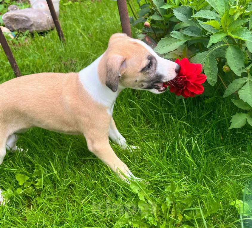 Собаки в Кубинке: Щенки уиппета Девочка, Бесплатно - фото 5