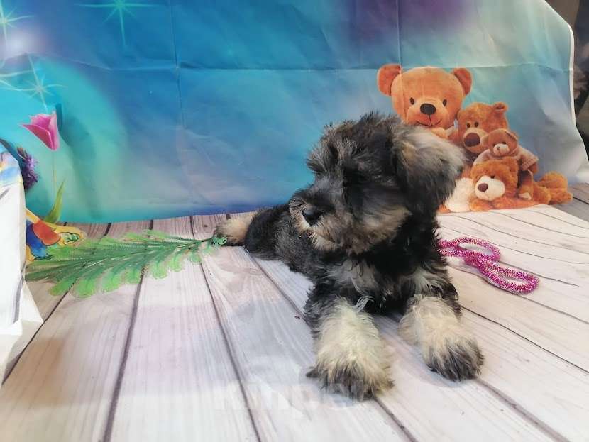 Собаки в Санкт-Петербурге: Цвергшнауцер девочка Девочка, 40 000 руб. - фото 4