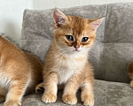 Кошки в Мур: Золотая шиншилла Мальчик, Бесплатно - фото 1