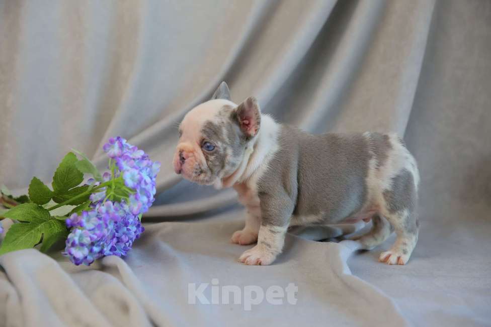 Собаки в Москве: ЛИЛОВЫЕ КАРАПУЗЫ ПОДАРОК К НОВОМУ ГОДУ  Мальчик, Бесплатно - фото 2