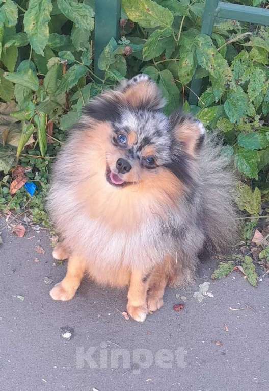 Собаки в Химках: Племенная девочка Девочка, 80 000 руб. - фото 1