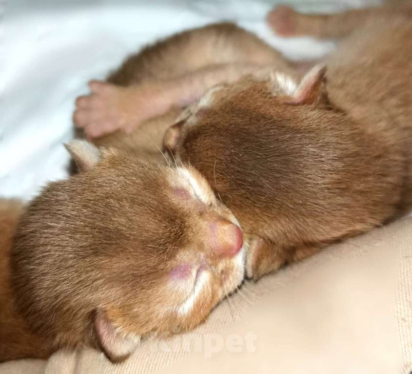 Кошки в Москве: Абиссинский котята соррель Разнополые, 165 000 руб. - фото 1