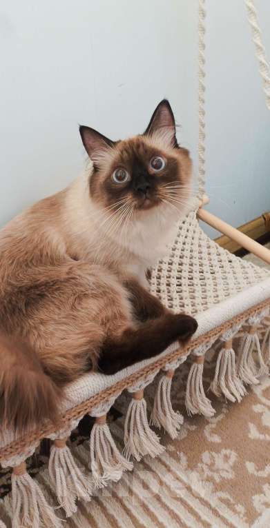 Кошки в Химках: Кошечка в добрые руки Девочка, Бесплатно - фото 1