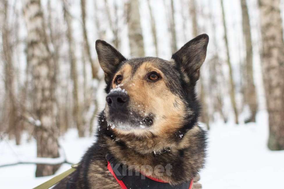 Собаки в Москве: Дорис Девочка, Бесплатно - фото 3