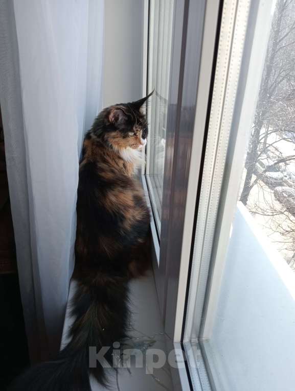 Кошки в Москве: Кошечка породы мей-кун Девочка, 30 000 руб. - фото 2