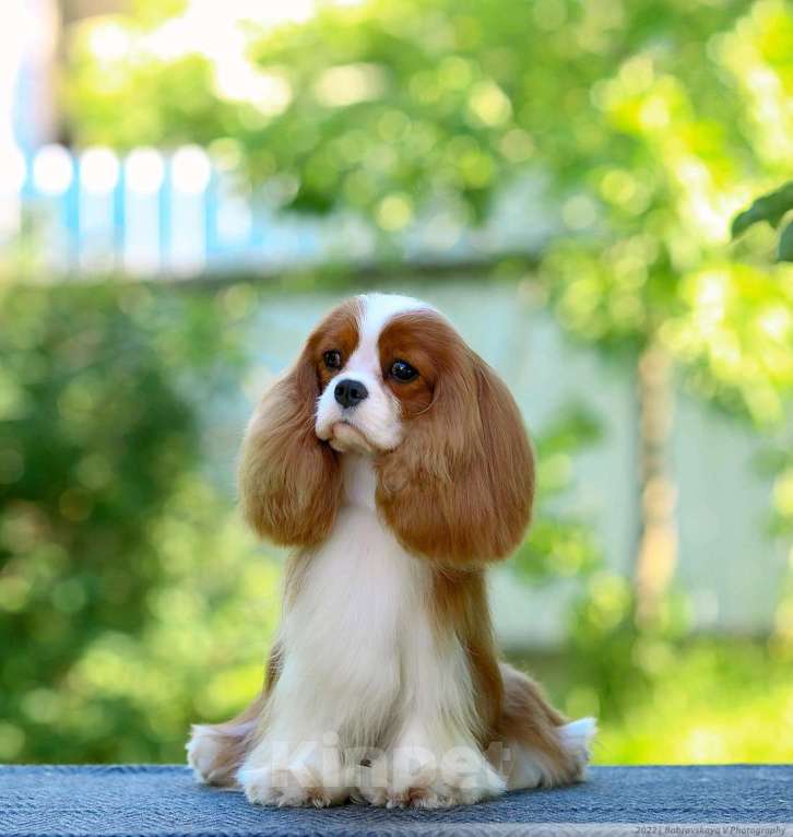 Собаки в других городах Московской области: Предлагается для вязки кавалер кинг чарльз спаниель Мальчик, 50 000 руб. - фото 4