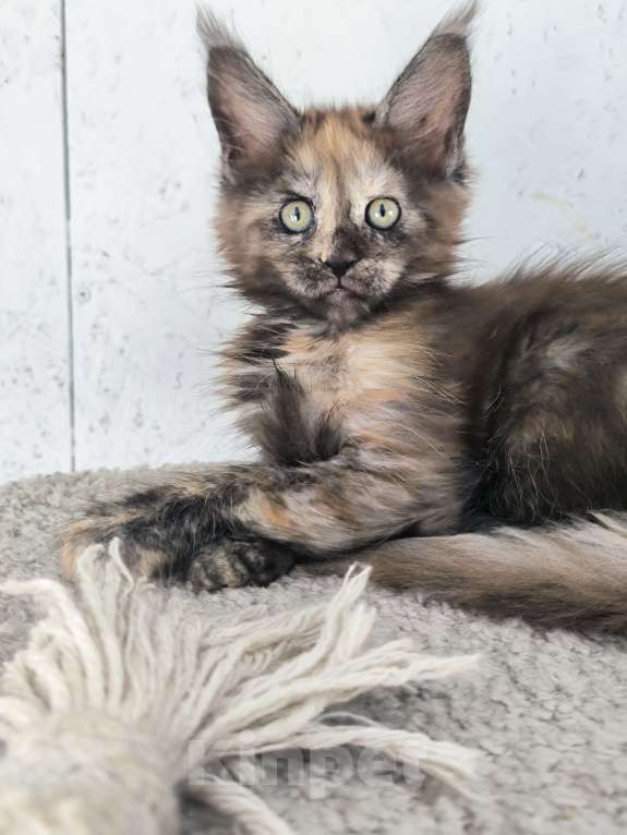 Кошки в Кемерово: Пинки Пай девочка Мейн-кун Девочка, 15 000 руб. - фото 6