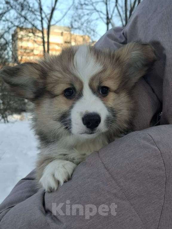 Собаки в Москве: Лауринь Мальчик, 60 000 руб. - фото 2