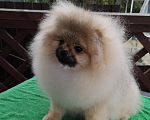 Собаки в Сочи: Девочки-помераночки Девочка, Бесплатно - фото 4