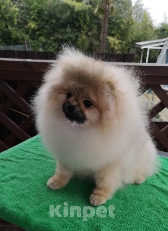 Собаки в Сочи: Девочки-помераночки Девочка, Бесплатно - фото 4