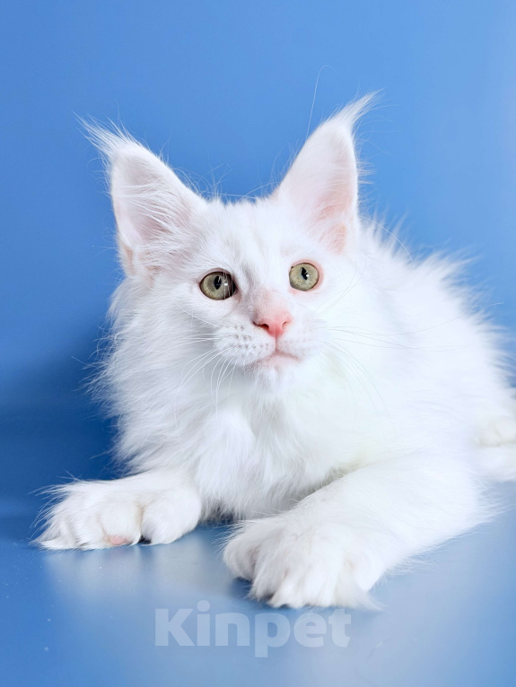 Кошки в других городах Московской области: Белоснежная полидевочка Девочка, 90 000 руб. - фото 1