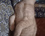 Кошки в Кургане: Отдам шотландского котенка  Мальчик, Бесплатно - фото 1
