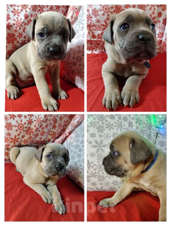 Собаки в других городах Краснодарского края: Кане-Корсо, щенок Девочка, 25 000 руб. - фото 1