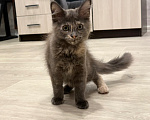 Кошки в Чите: Котенок МЕЙН КУН девочка Девочка, 20 000 руб. - фото 4