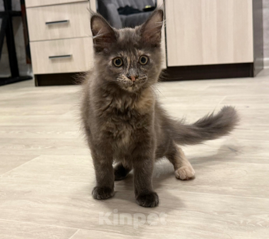 Кошки в Чите: Котенок МЕЙН КУН девочка Девочка, 20 000 руб. - фото 4