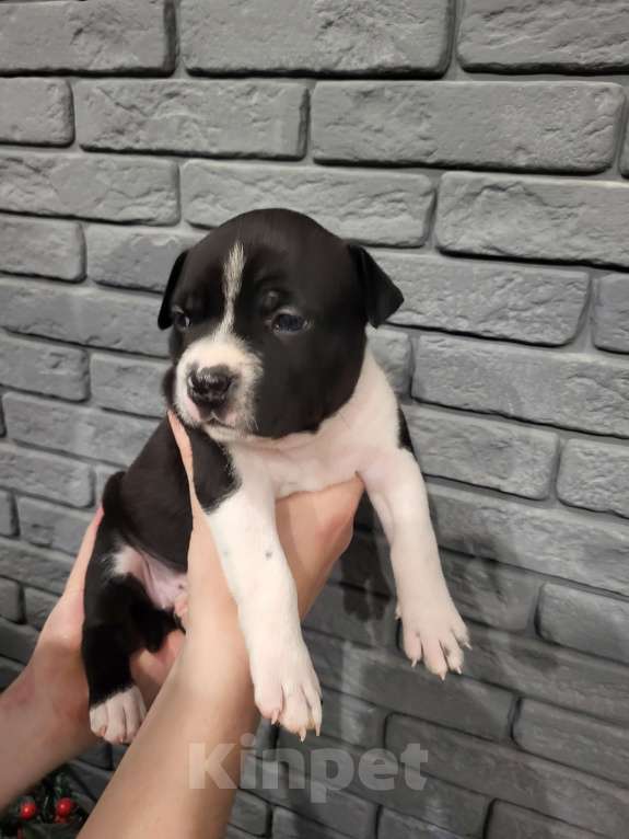 Собаки в других городах Московской области: Щенок стаффордширского терьера  Девочка, 40 000 руб. - фото 2