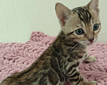 Кошки в других городах Свердловской области: Бенгальский котёнок Мальчик, Бесплатно - фото 2